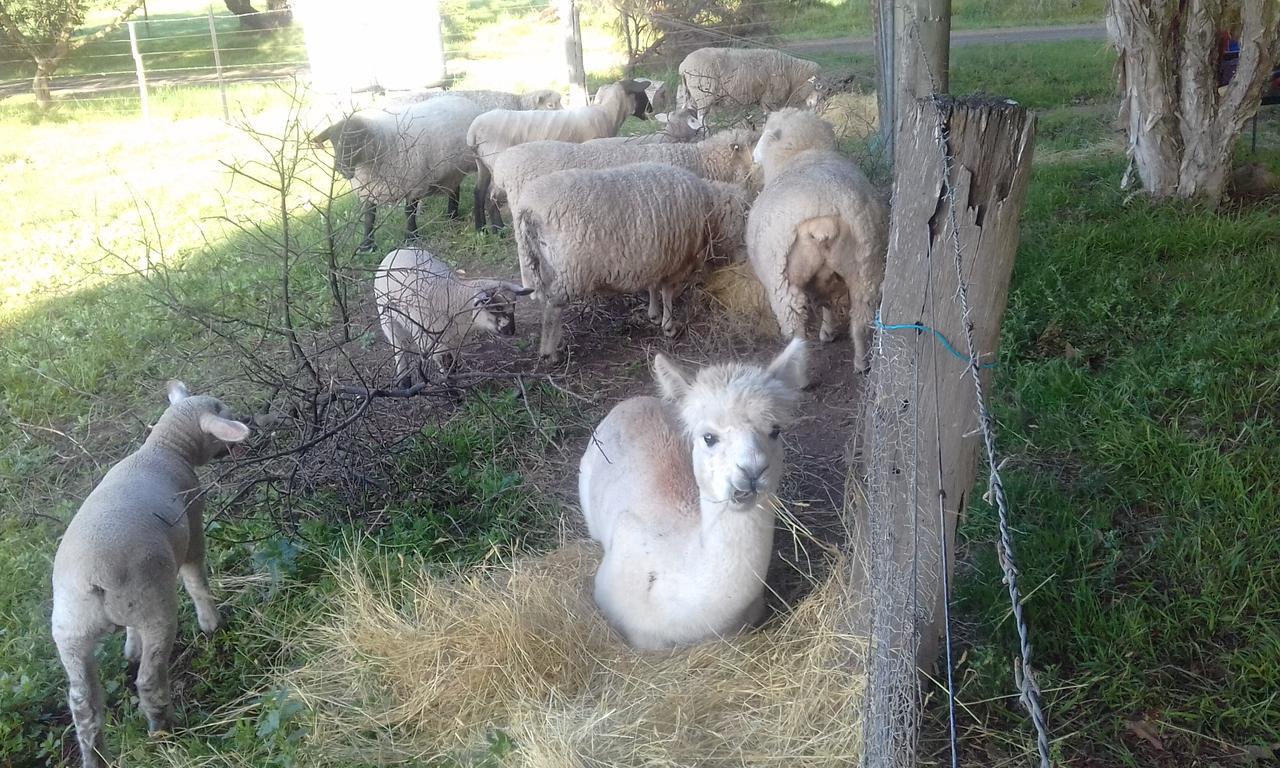 Ripples N Tonic Farmstay Ventnor Εξωτερικό φωτογραφία