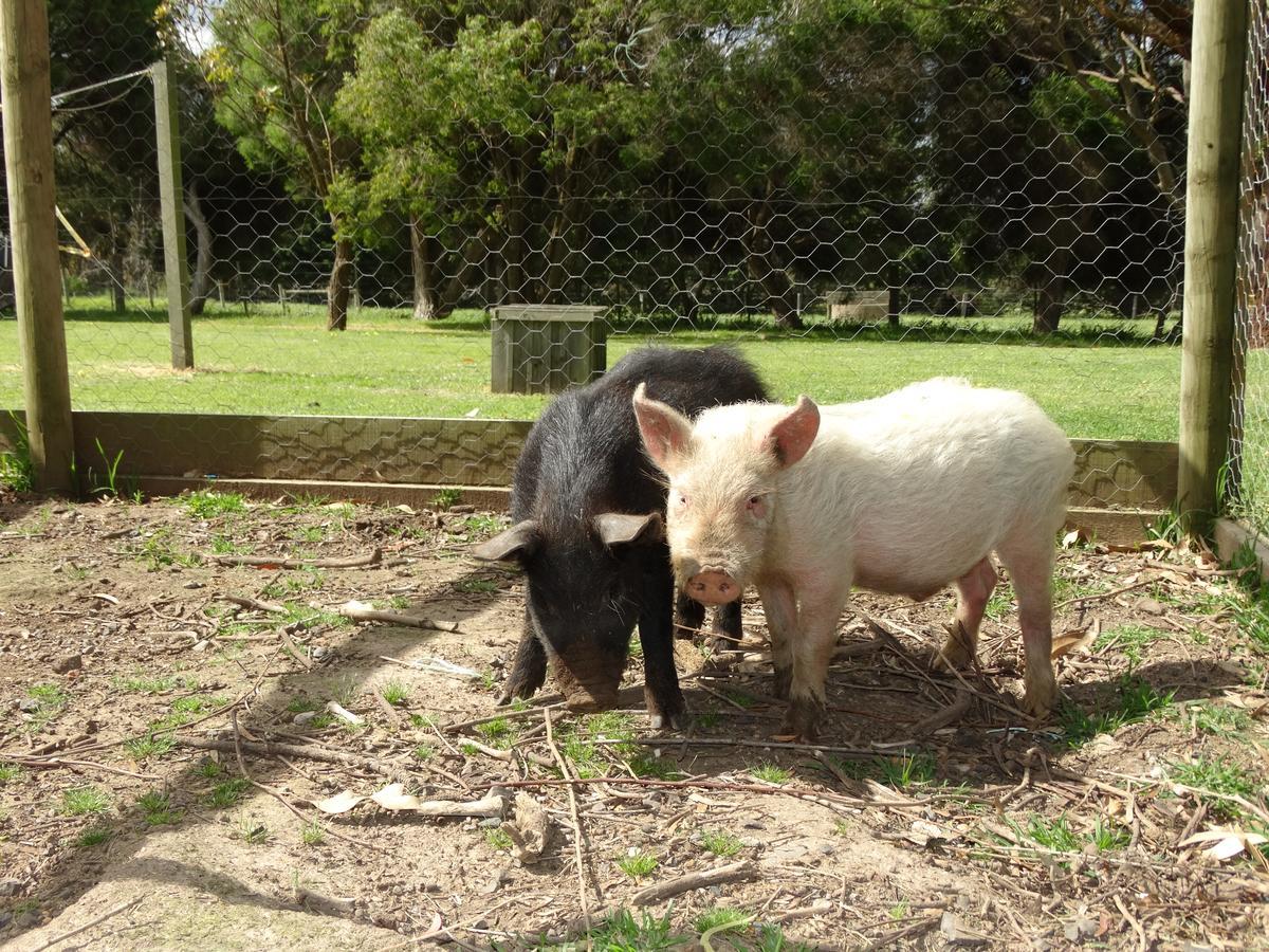 Ripples N Tonic Farmstay Ventnor Εξωτερικό φωτογραφία