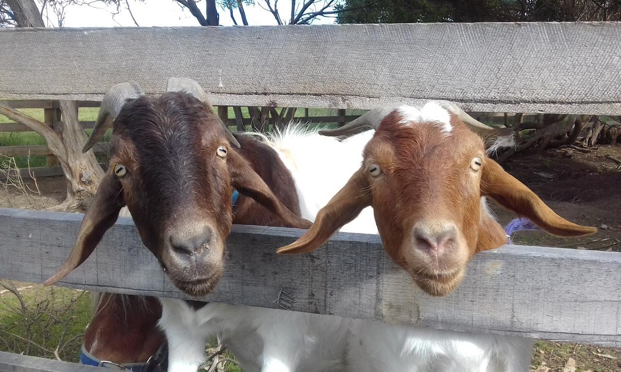 Ripples N Tonic Farmstay Ventnor Εξωτερικό φωτογραφία